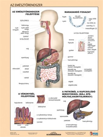 Tanulói munkalap, A4,  STIEFEL "Az emésztőrendszer"